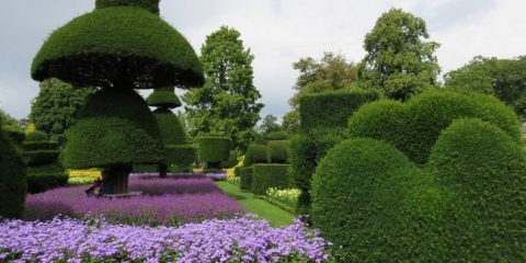 Šílený křoviny a stromy v zemi - základní pravidla a krásné formy